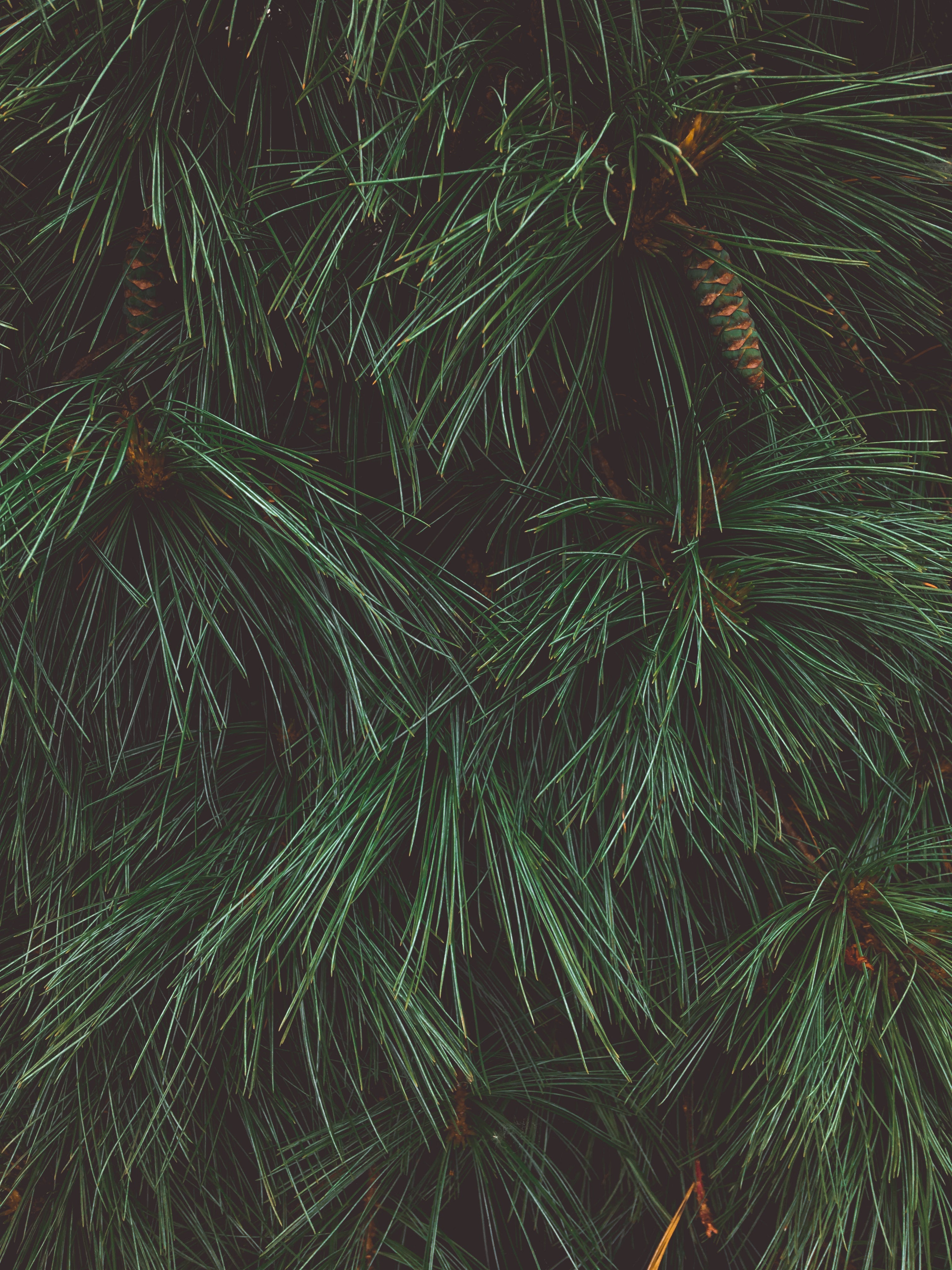 Nature Is Not a Mood Board. Nature Is Kin.